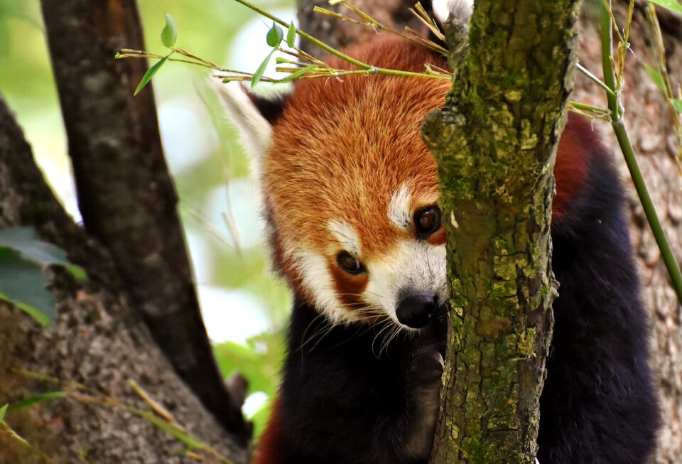 Ailurus fulgens predator mammal