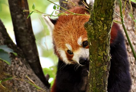 Ailurus fulgens predator mammal