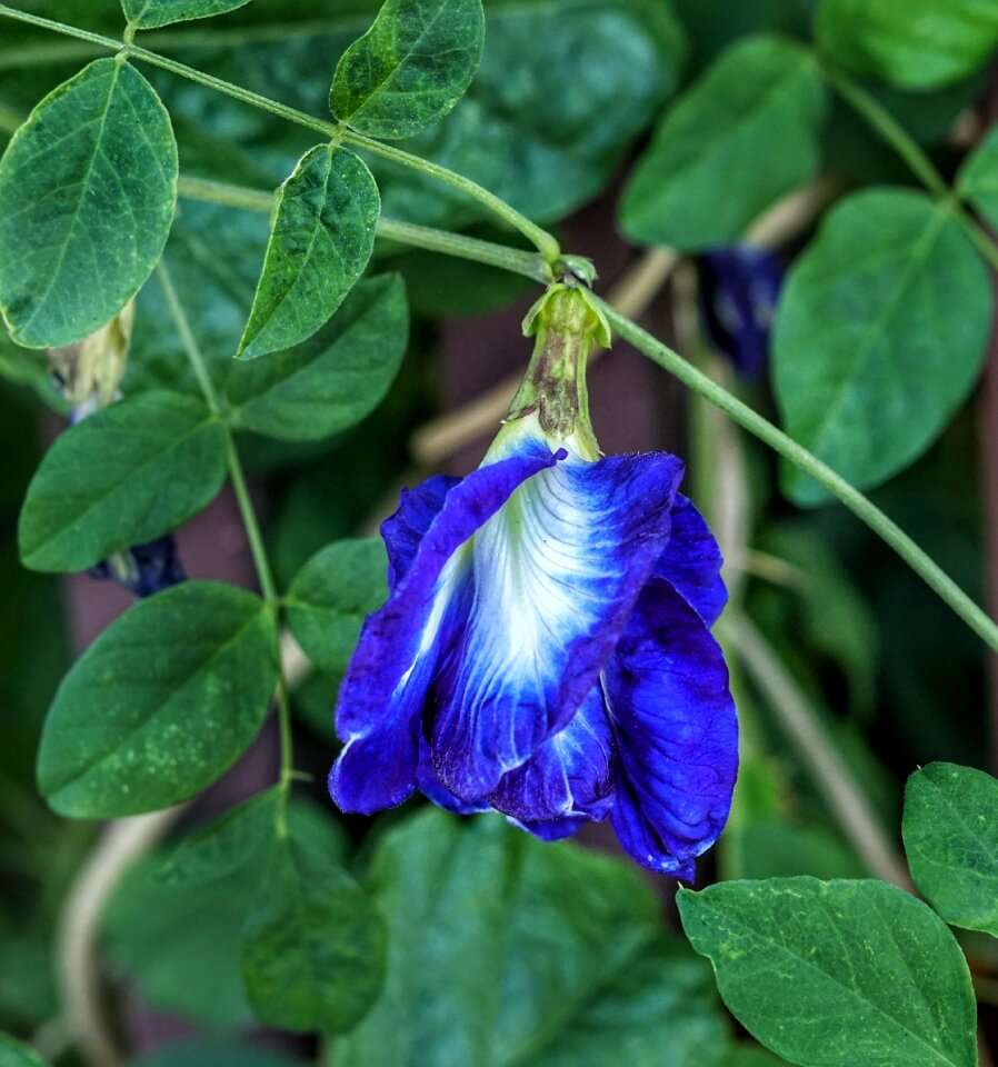 Flower vine deep blue