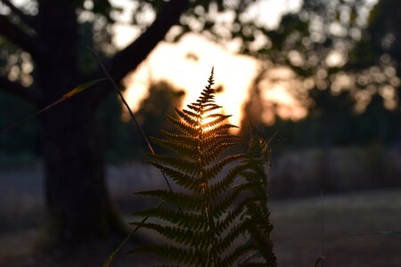 Field nature plant