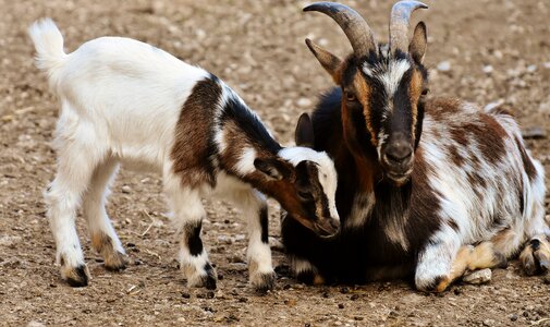 Young animal cute small