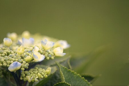 Thoughtful hydrangea dreamy