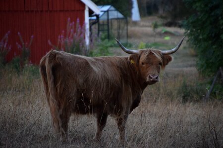 Animal cattle rural photo
