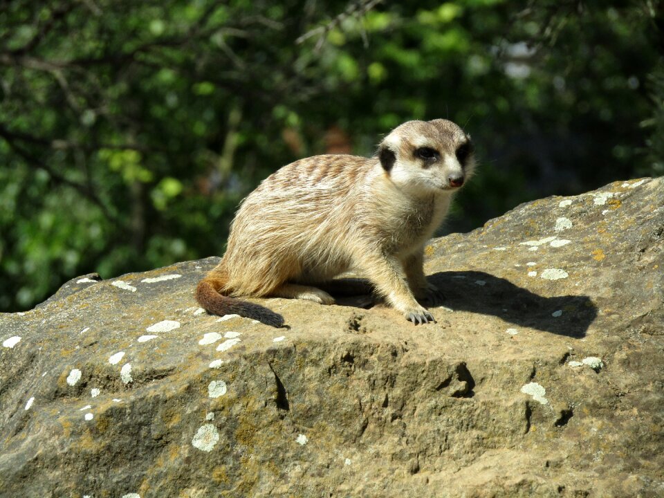 Cute view animal
