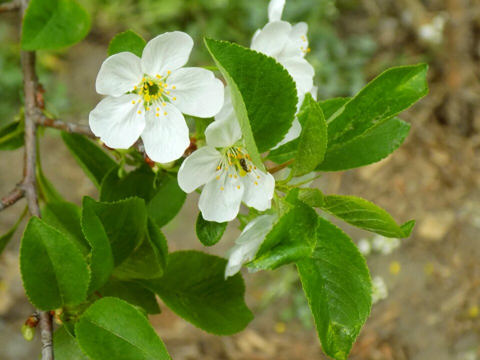 Flower plant tree