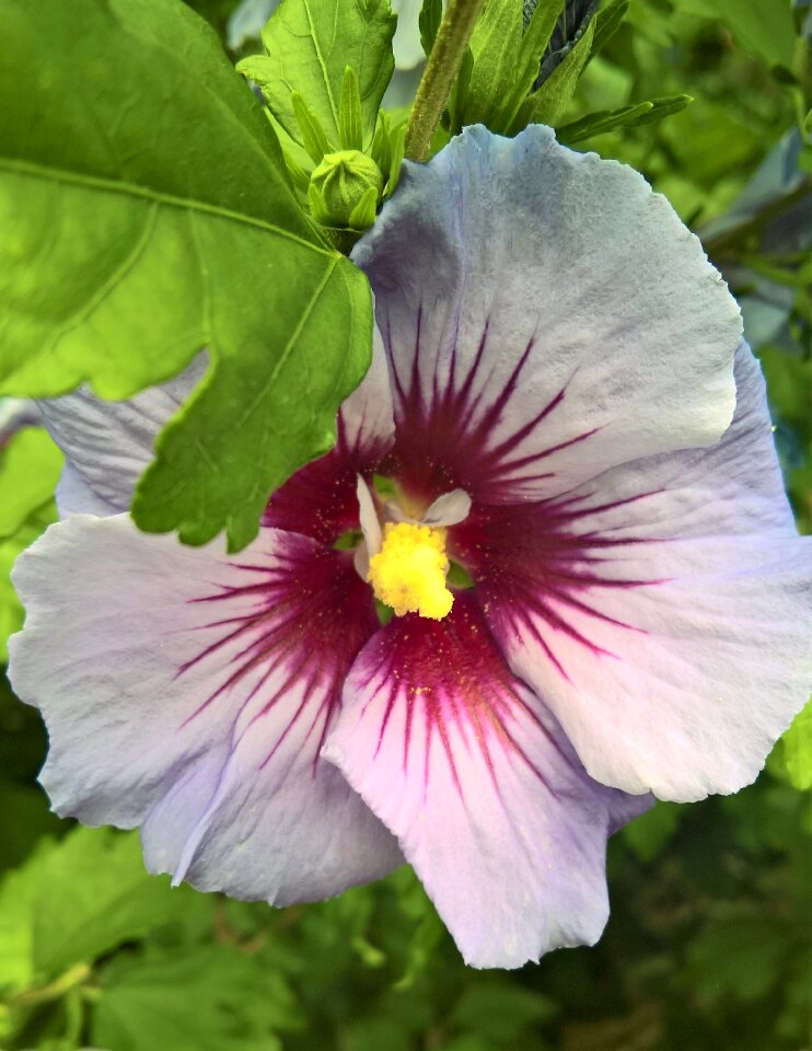 Garden hibiscus ornamental shrub single bloom