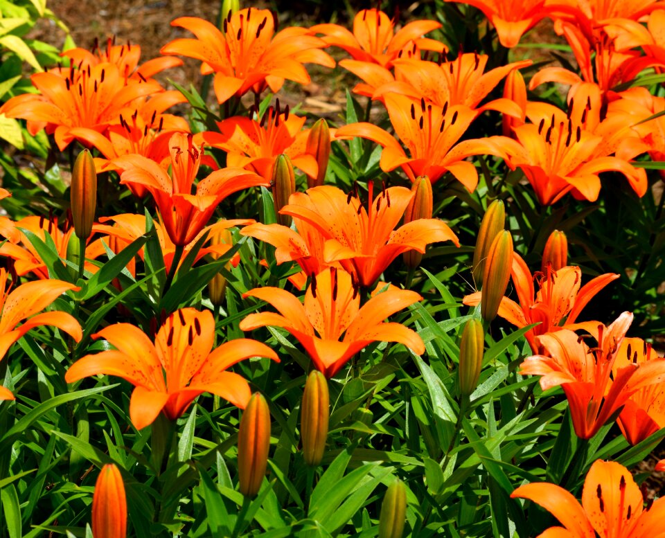 Nature floral flowers