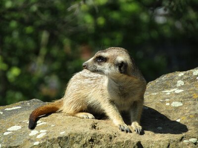 Cute view animal