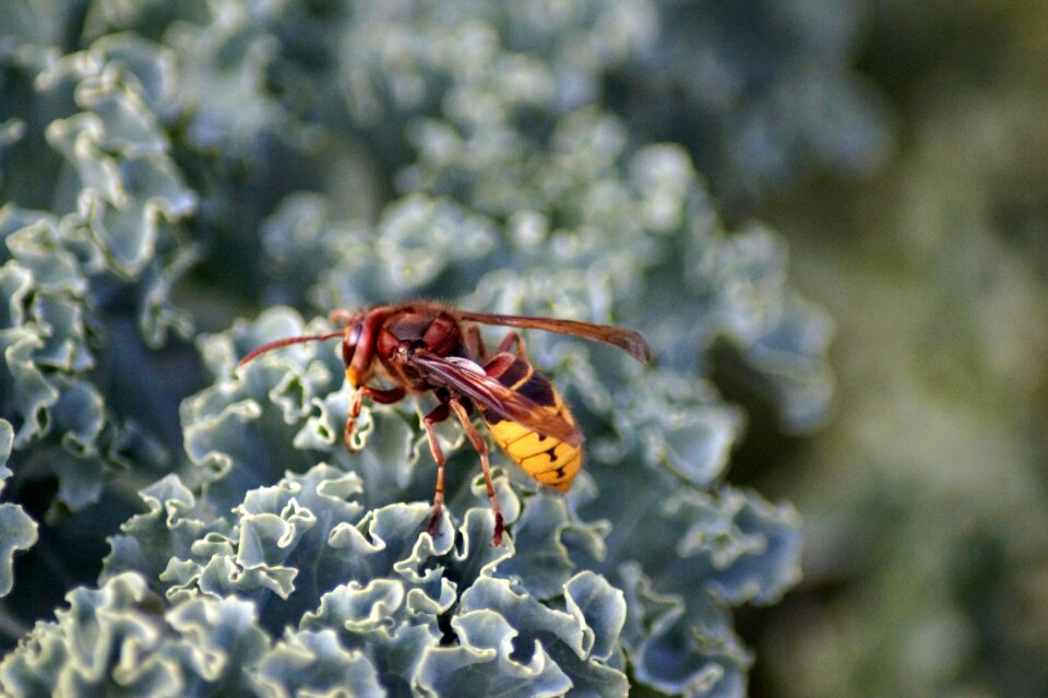 Insect sting hornets