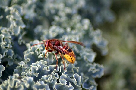 Insect sting hornets
