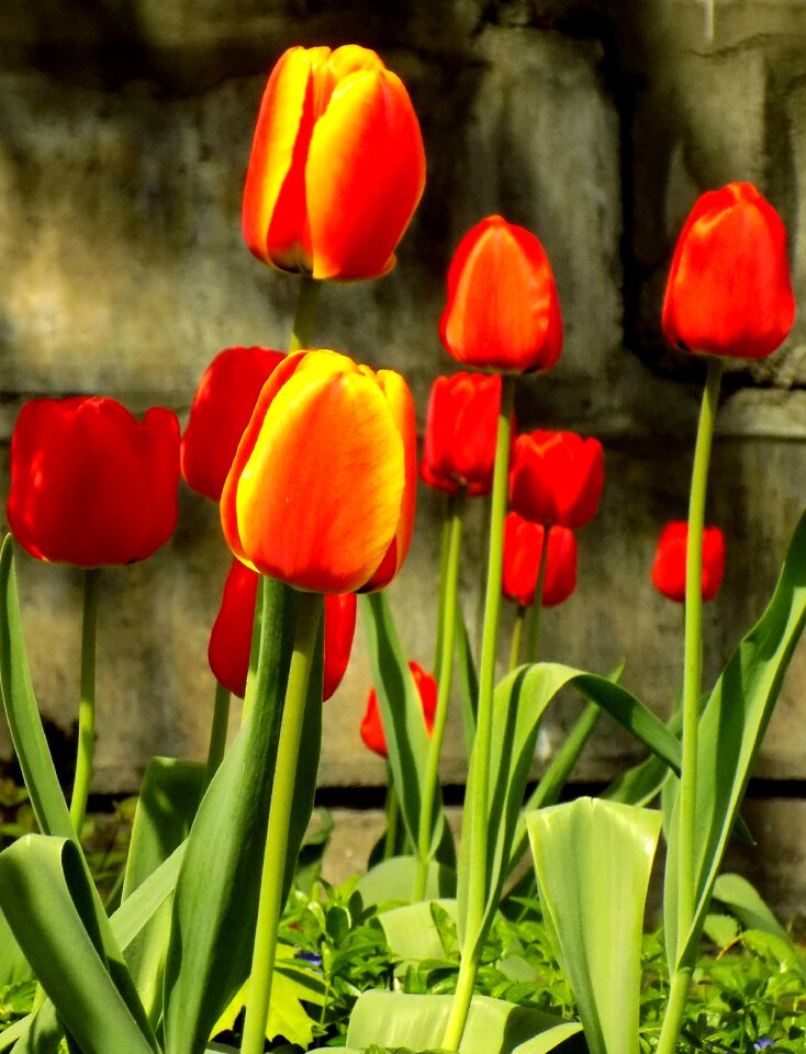 Nature flower garden
