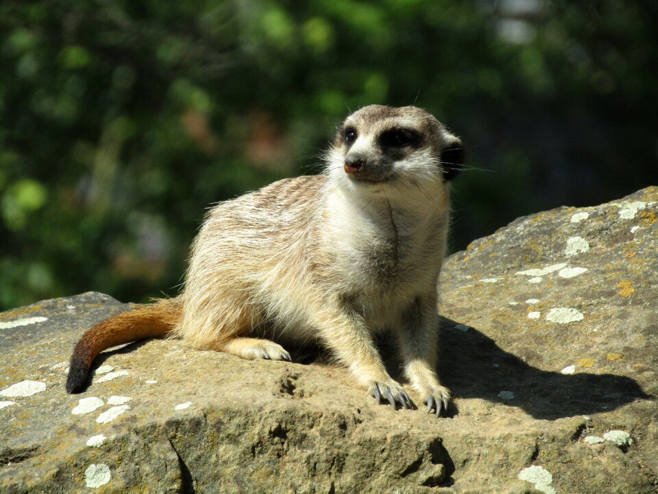 Cute view animal