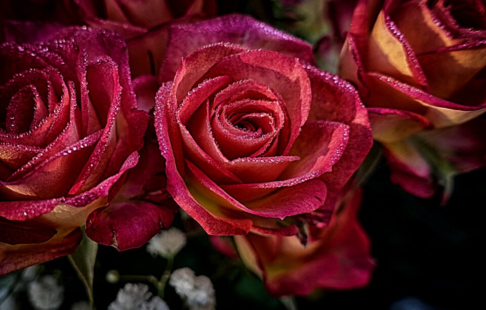 Romance blossom bloom