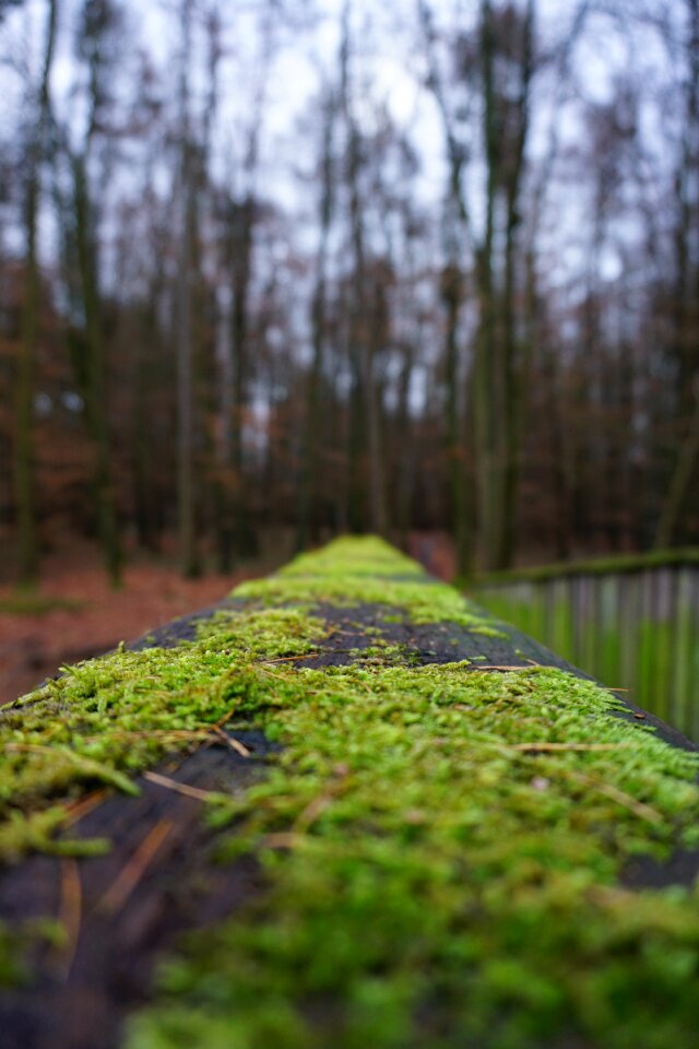 Moss nature trees