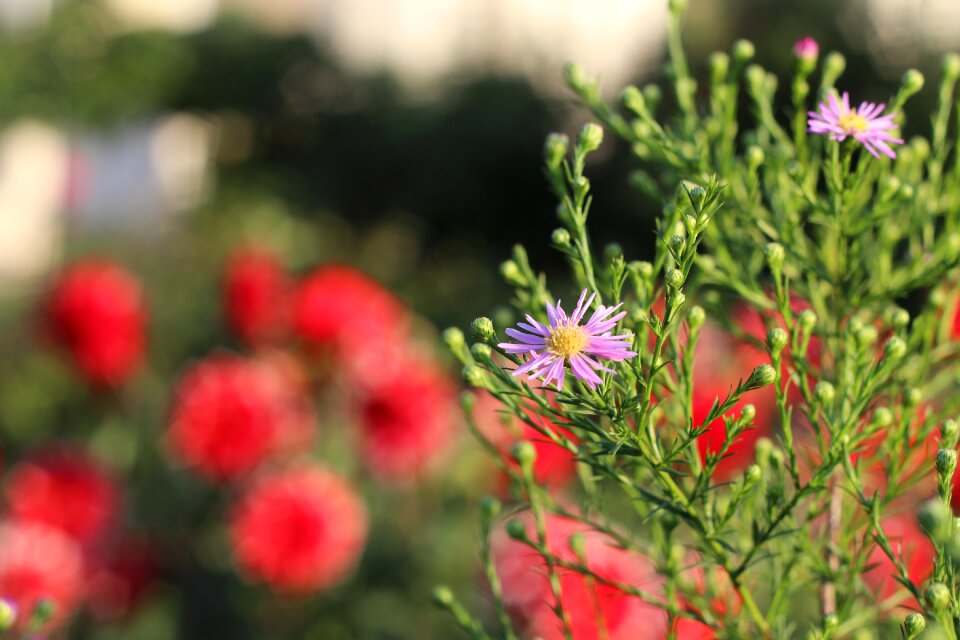 Purple nature flowers