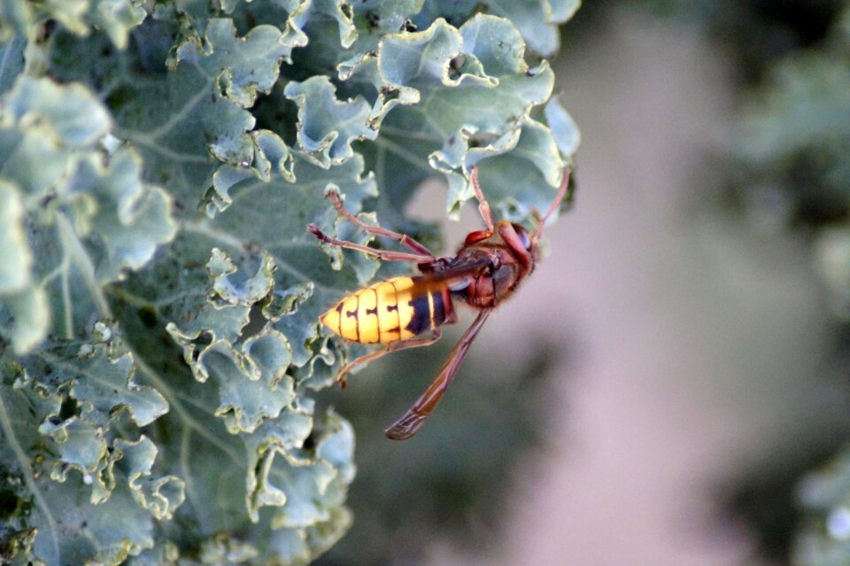Insect sting hornets