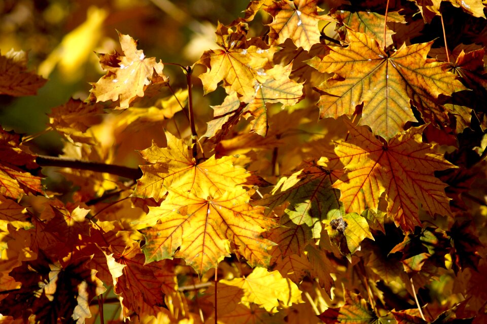 True leaves maple october