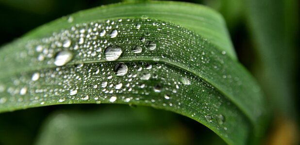 Water plant dewdrop
