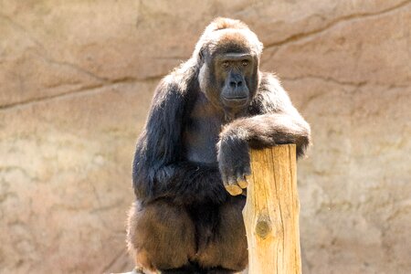 Animal animal world mammal