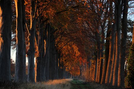 Vote forest nature