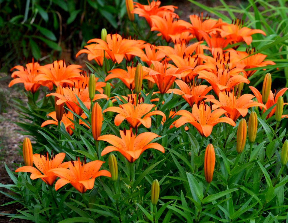 Nature floral flowers