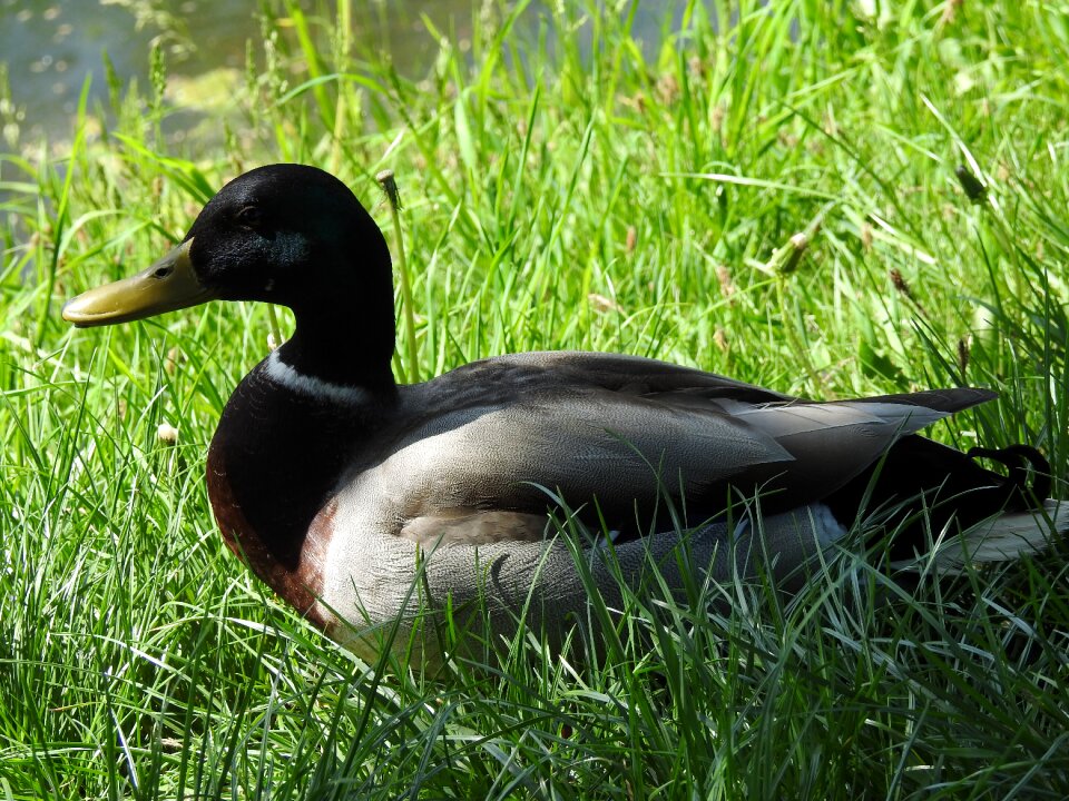 At the court of duck animals