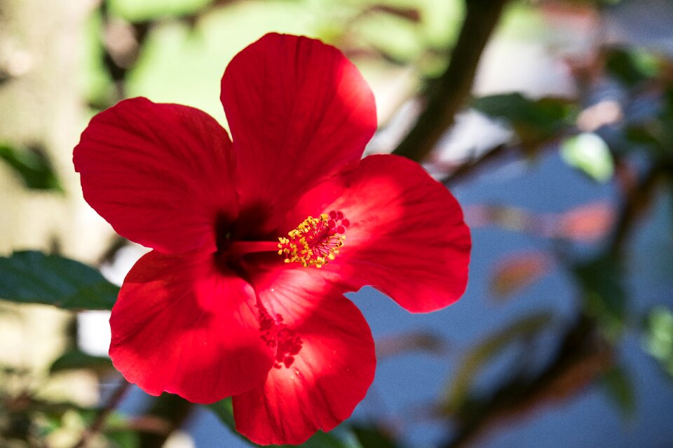 Ornamental plant summer nature