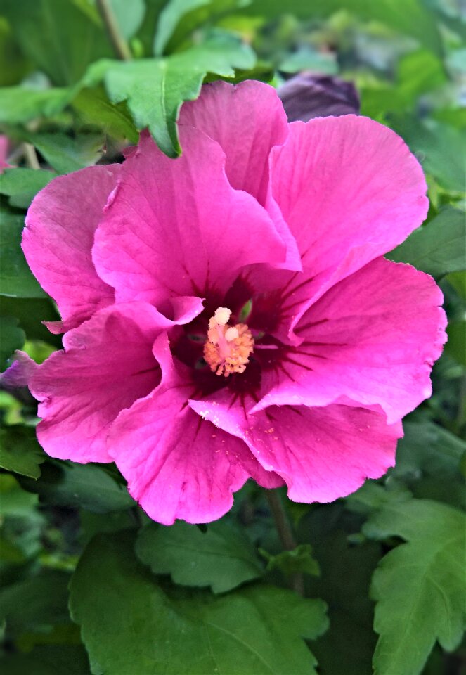 Garden hibiscus ornamental shrub single bloom