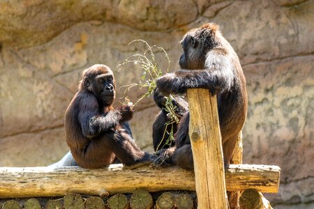 Animal animal world mammal