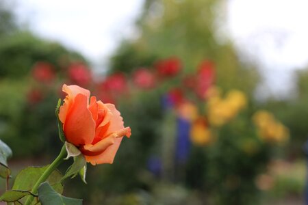 Romantic nature plants