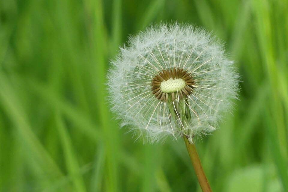 Nature plant meadow