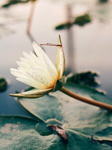 Green plant insect