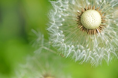Macro nature green