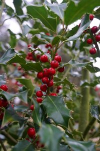 Winter plant berry