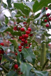 Winter plant berry photo