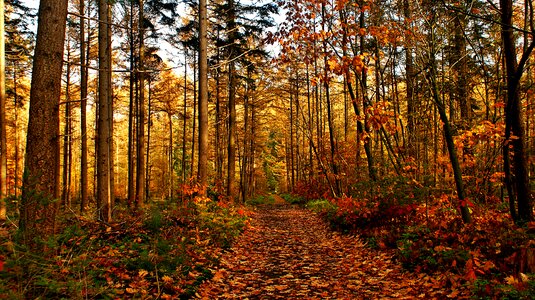 Red landscape trees photo