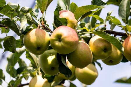 Kernobstgewaechs fruit summer