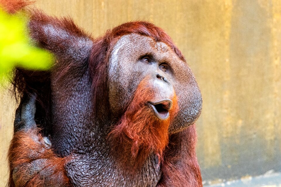 Animal animal world mammal