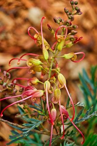 Australia bush colorful