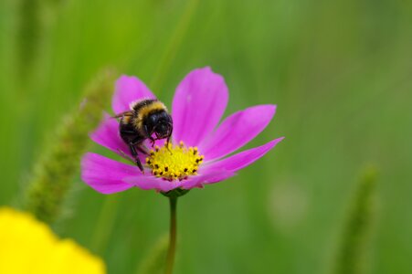 Plant nature pink photo