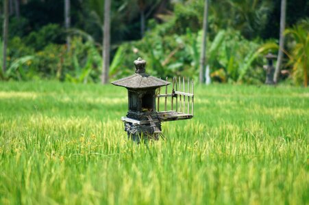 Green agriculture rice fields photo