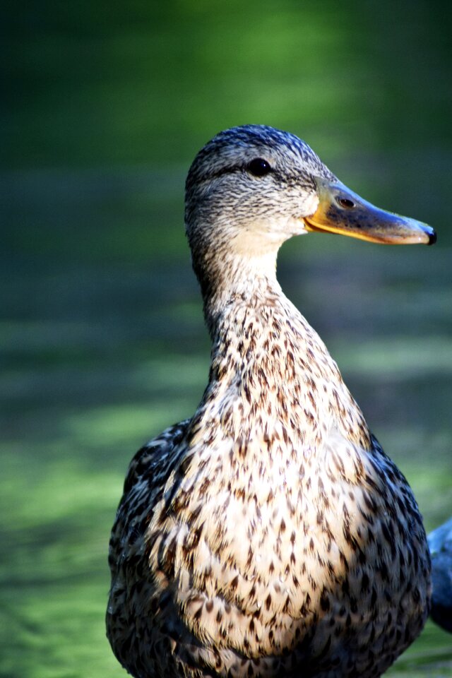 Animal animal world of water