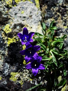 Plant summer flower beautiful flower