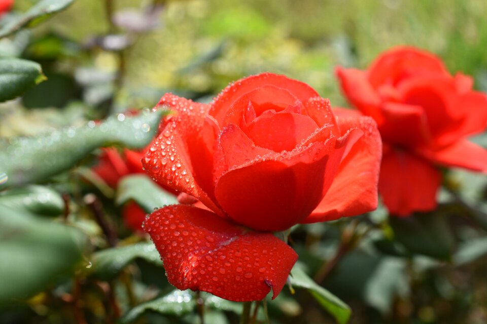 Rose plants flowers