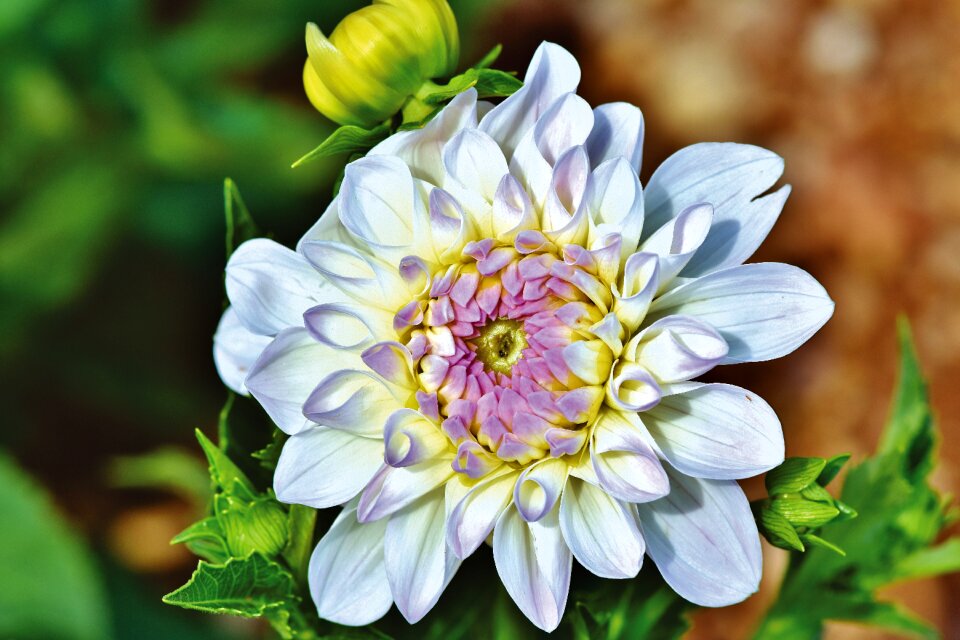 Arrangement bouquet bud