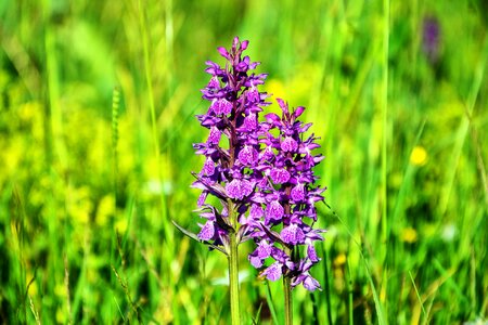 Beautiful purple wildflower photo