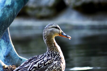 Creature water animal world of