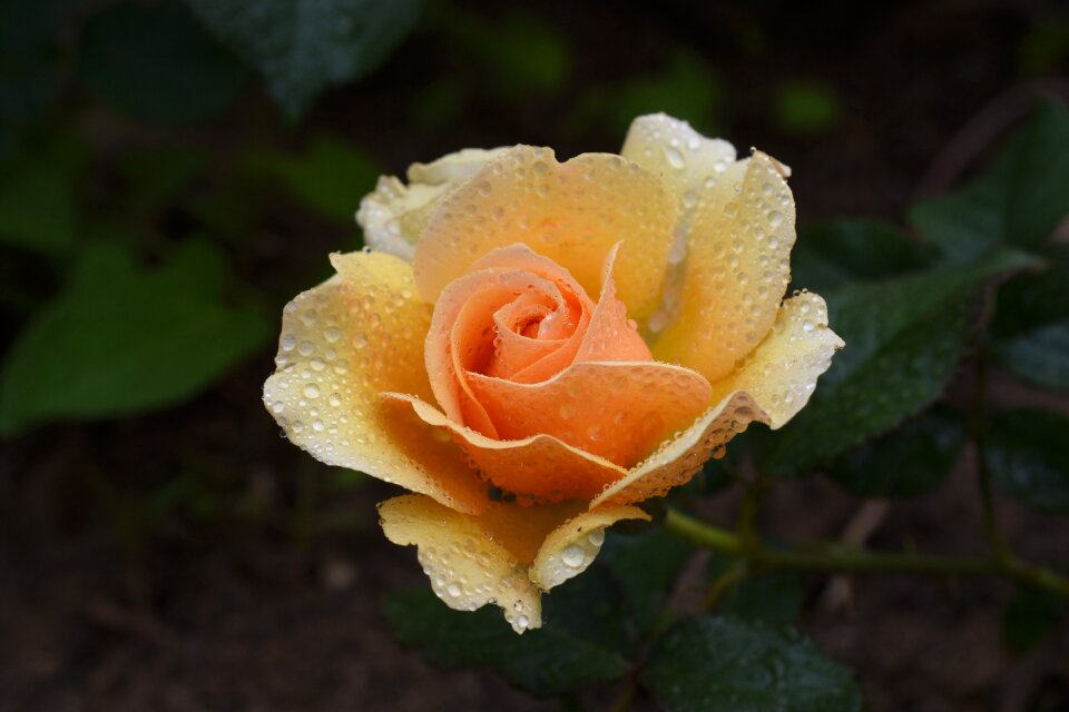 Rose plants flowers