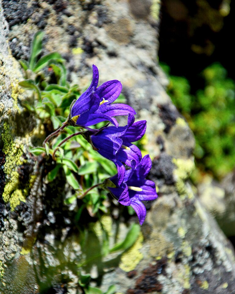 Plant summer flower beautiful flower