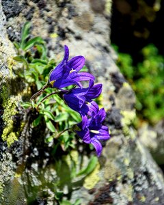Plant summer flower beautiful flower